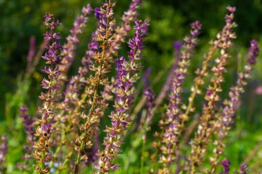 Lacivert çiçekler, Salvia nemorosa Ostfriesland. Uzun mor çiçek. Salvia, Nepeta. Balkan Clary - Salvia sylvestris.