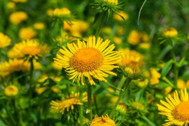 Yazın, vahşi şifalı bitki Inula vahşi doğada çiçek açar..