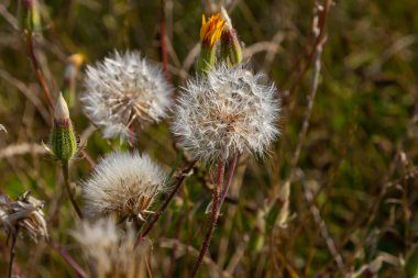 Rough Hawksbeard Crepis biennis plant blooming in a meadow.