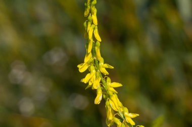 Tatlı yonca Melilotus officinalis, önemli bir şifalı bitkidir ve beyaz ya da sarı çiçekleri vardır..