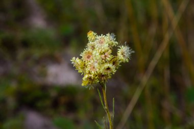 Helichrysum arenyumu, sonsuza dek cüce, ölümsüz sarı çiçekler yakın plan.