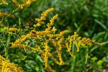 Sonbaharda Solidago Altissima 'nın yabani çiçekleri.