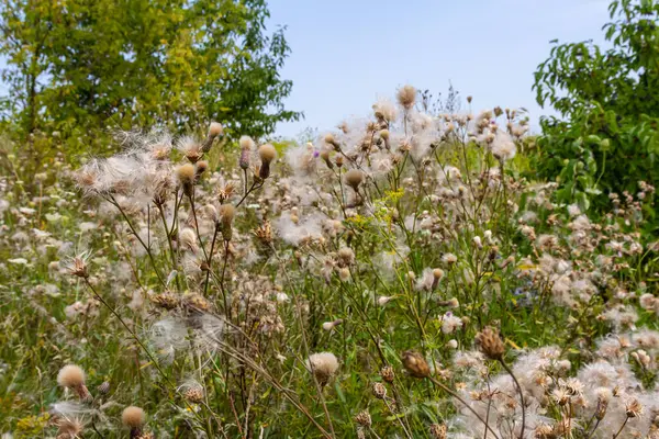 Cirsium arvense, devedikeni (devedikeni) familyasından bir bitki türü. Tohumlu sonbahar bitkileri. İlaç bitkileri.