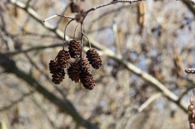 Siyah alnus glutinosa 'nın erkek catkins ve dişi kırmızı çiçekli küçük bir dalı. İlkbaharda çiçek açan kızılağaç. Güzel doğal arka plan. Temiz küpeler ve bulanık arka plan..