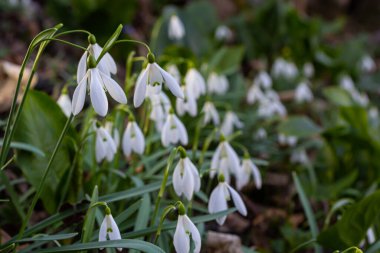 Beyaz kardelen çiçekleri kapanıyor. Galanthus çiçekleri, baharın başlarında, yeşil arka planda güneş tarafından aydınlatılan bulanık bir çiçek. Amaryllidaceae familyasındaki Galanthus nivalis ampul, daimi bitkisi..