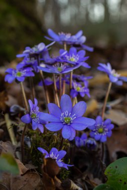 İlk tek bir kır çiçeğinin güzel makro çekimi Büyük Mavi Hepatisa Hepatisa transsylvanica ilkbaharın başlarında kuru yapraklar arasında çiçek açmaya başlar.
