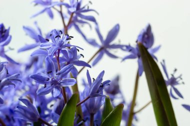 Güzel mavi kardamlaları, Scilla bifolia alp balığı, beyaz arka planda iki yapraklı squill, yazı için boşluk. Bahar dekorasyonu.