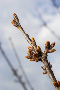 Bahar başında bir ağaç dalında tomurcuklanan tomurcuklar. Baharın başlarında, arka planda bulanık bir dal. İlk bahar yeşillikleri.