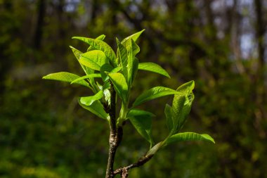 Büyük yeşil tomurcuklar dalları. Genç yeşil yapraklar kalın yeşil tomurcuklardan çıkar. Gündüz güneşiyle aydınlatılan yeni yapraklı dallar. Erken bahar günü. Bahar geliyor..