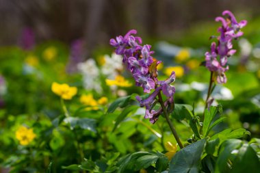 Corydalis. Corydalis Soda. İlkbaharda açan mor çiçek ormanı. İlk bahar çiçeği, mor. Vahşi Corydalis doğada.