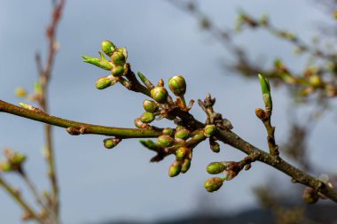 Floral background with white flowers and green leaves. Plum blossoms in the spring garden. Wild plums tree blossom blooming. Macro, close-up.Selective focus.