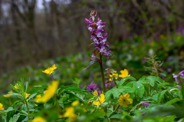 Corydalis. Corydalis Soda. İlkbaharda açan mor çiçek ormanı. İlk bahar çiçeği, mor. Vahşi Corydalis doğada.