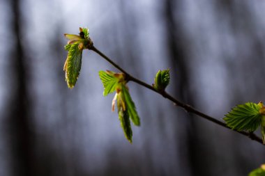 Hornbeam yaprağı güneşte. Taze yeşil yapraklı Hornbeam ağacı dalı. Güzel yeşil doğal arka plan. Bahar yaprakları.