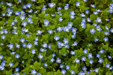 Veronica Chamaedry 'nin mavi çiçekli yaz arkaplanı. Yeşil çimlerde açan mavi çiçek, bahar arkaplanı..