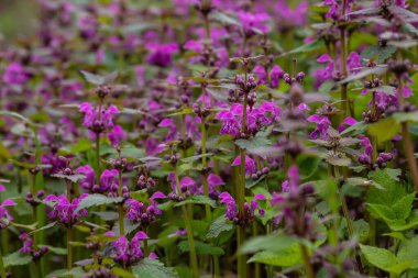 Deaf nettle blooming in a forest, Lamium purpureum. Spring purple flowers with leaves close up.