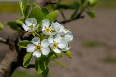Armut ağacı çiçekleri çok yakın. Meyve ağacının beyaz çiçekleri ve tomurcukları. Gün ışığı armut çiçeklerine düşer. Şafakta, ağaçların çiçekleri güzel görünür..