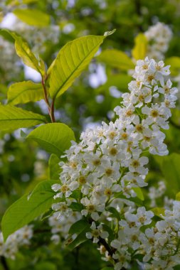 Mavi gökyüzünün arka planında çiçek açan kuş kiraz dalı. Bahar. Makro. Çiçeklerin arka planı yatay. Prunus padus.