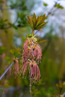 Kül yapraklı akçaağaç Akçaağaç Acer negundo çiçekleri ilkbaharın başlarında, güneşli bir günde ve doğal ortamda, bulanık arka planda.