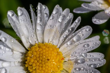 Çiyli Daisy çiçeğinin makro görüntüsü ya da Asteraceae ailesinden Bellis Perennis, çiçek açan bahar çayırlarına yakın..