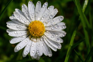 Yeşil bir çimenlikte birlikte büyüyen beyaz papatyalar. Çiçekli bahar arka planı.