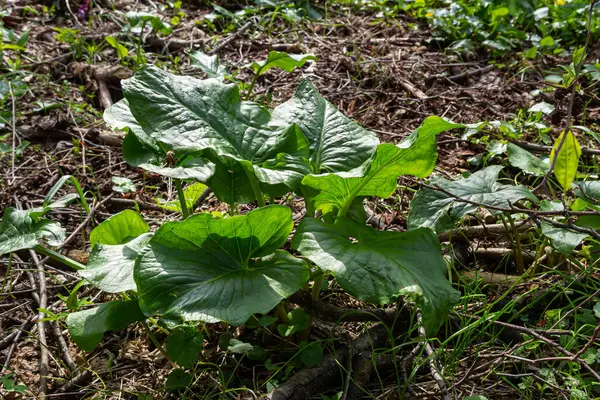 Guguk kuşu ya da Arum maculatum ok şeklinde yaprak, Araceae ailesindeki ormanlık zehirli bitki. Ok şeklinde yapraklar. Diğer isimler ise; çıplak kafa, engerek kökü, arum, vahşi arum, arum zambağı, lordlar ve leydiler..