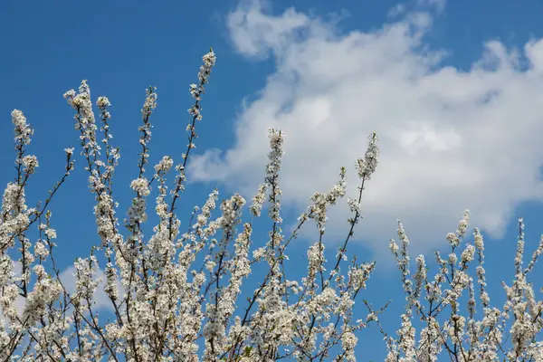 Mavi gökyüzünün altındaki ağaçtaki erik çiçeklerinin güzel dallarının seçici odak noktası, ilkbahar mevsiminde güzel Sakura çiçekleri, çiçek deseni, doğa arka planı..