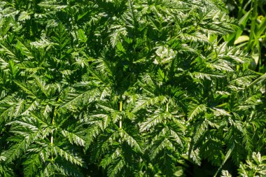 Conium maculatum zehirli baldıran otu zehirli bitkisinin yeşil yaprakları. Doğal desenlerin dokusu, süslemeler kavramı.