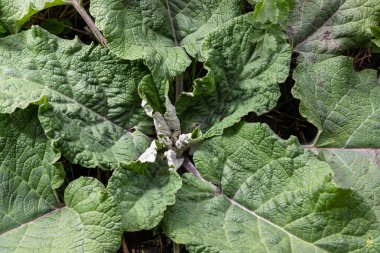 Arctium lappa - Genç burdock yazın başında ayrılıyor.