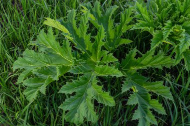 Heracleum sosnovskyi büyük zehirli bitki çiçek açıyor. İlaç fabrikası Hogweed Heracleum sphondylium.