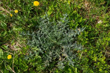 Cirsium vulgare 'in üst görüntüsü, mızrak devedikeni..