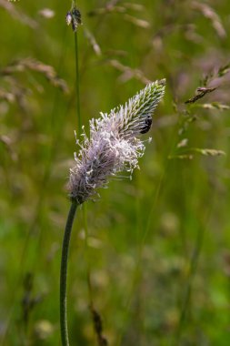 Bitki medyası, beyaz muz, Plantaginaceae. Baharda vahşi bitki vuruşu.