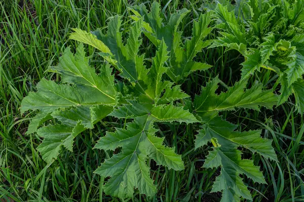 Heracleum sosnovskyi büyük zehirli bitki çiçek açıyor. İlaç fabrikası Hogweed Heracleum sphondylium.