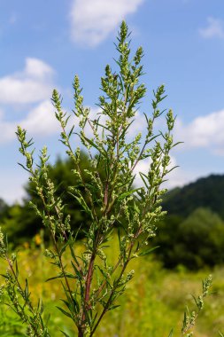 Chenopodium albümü, yenilebilir bitki, yaygın isimler kuzu konserveleri, eritme, kaz ayağı, beyaz kaz ayağı, yabani ıspanak, banyo ve şişman tavuk..