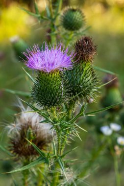 Mor mızrak-devedikeni çiçeği Cirsium vulgare 'in dikey görüntüsü..