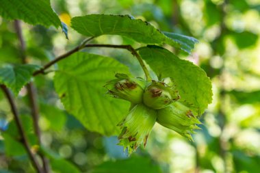 Genç fındık, yeşil fındık, ağaçta yetişir..