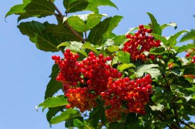 Viburnum vulgaris 'in güzel kırmızı meyvelerinin yakın çekimi. Guelder gülü viburnum opulus meyveleri ve yaprakları yazın açık havada. Bahçedeki bir dalda kırmızı viburnum üzümü.