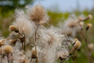 Cirsium arvense, devedikeni (devedikeni) familyasından bir bitki türü. Tohumlu sonbahar bitkileri. İlaç bitkileri.