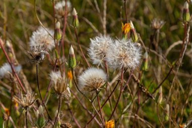 Rough Hawksbeard Crepis biennis plant blooming in a meadow.
