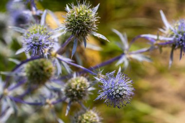 Eryngium Planum veya Mavi Deniz Holly çayırda çiçek yetiştiriyor. Vahşi Bitkiler.