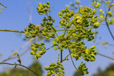 Pastinaca sativa subsp. Urens, Pastinaca şemsiyesi, Apiaceae. Yazın vahşi bitki vuruşu..