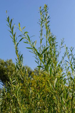 Salix purpurea purple willow or osier is a species of Salix native to most of Europe. Purple willow catkin, Salix purpurea. clipart