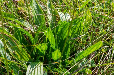 Ribwort plantain Plantago lanceolata. Bahçedeki şifalı bitkiler.