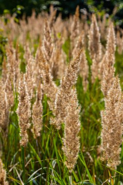 Çayırdaki küçük kamışlı Calamagrostis epigejos 'un enfeksiyonu..