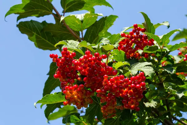 Close-up of beautiful red fruits of viburnum vulgaris. Guelder rose viburnum opulus berries and leaves in the summer outdoors. Red viburnum berries on a branch in the garden.