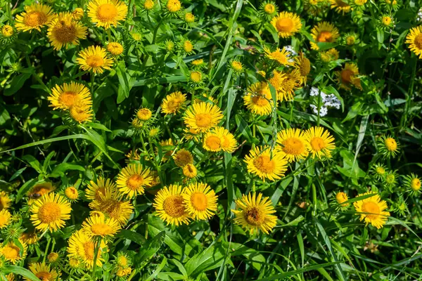 Yazın, vahşi şifalı bitki Inula vahşi doğada çiçek açar..