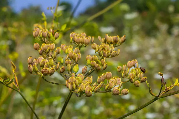 Pastinaca sativa subsp. Urens, Pastinaca şemsiyesi, Apiaceae. Yazın vahşi bitki vuruşu..