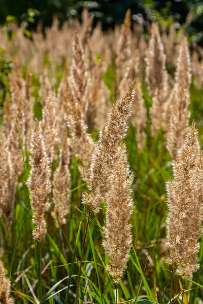 stock image Inflorescence of wood small-reed Calamagrostis epigejos on a meadow.