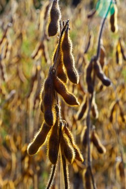Soya fasulyesi makrosu. Soya fasulyesi hasadı, tarım baklagilleri. Soya fasulyesi tarlası - kuru soya kabuğu.