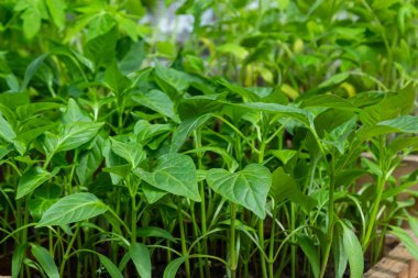 Pencere kenarında biber tohumları. Seçici odaklanma. Doğa.