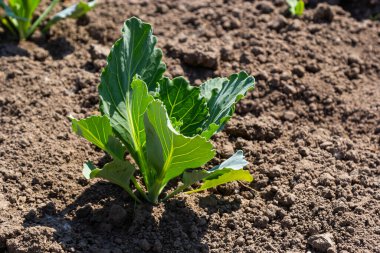 Genç lahana Filiz Sebze yatak.